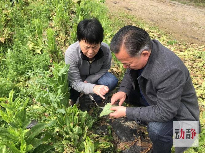贵州4个县市入选第二批全国农作物病虫害绿色防控示范县有你家乡吗